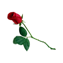 BYG-single-rose