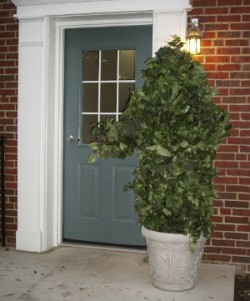 living plant