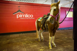 Pony Rides