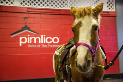 Pony Rides