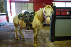 Pony Rides