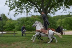hippodrama equestrian performers