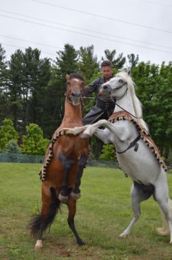 hippodrama equestrian performers