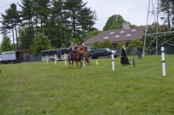 hippodrama equestrian performers