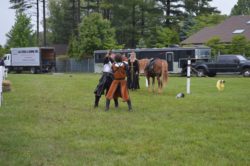 hippodrama equestrian performers